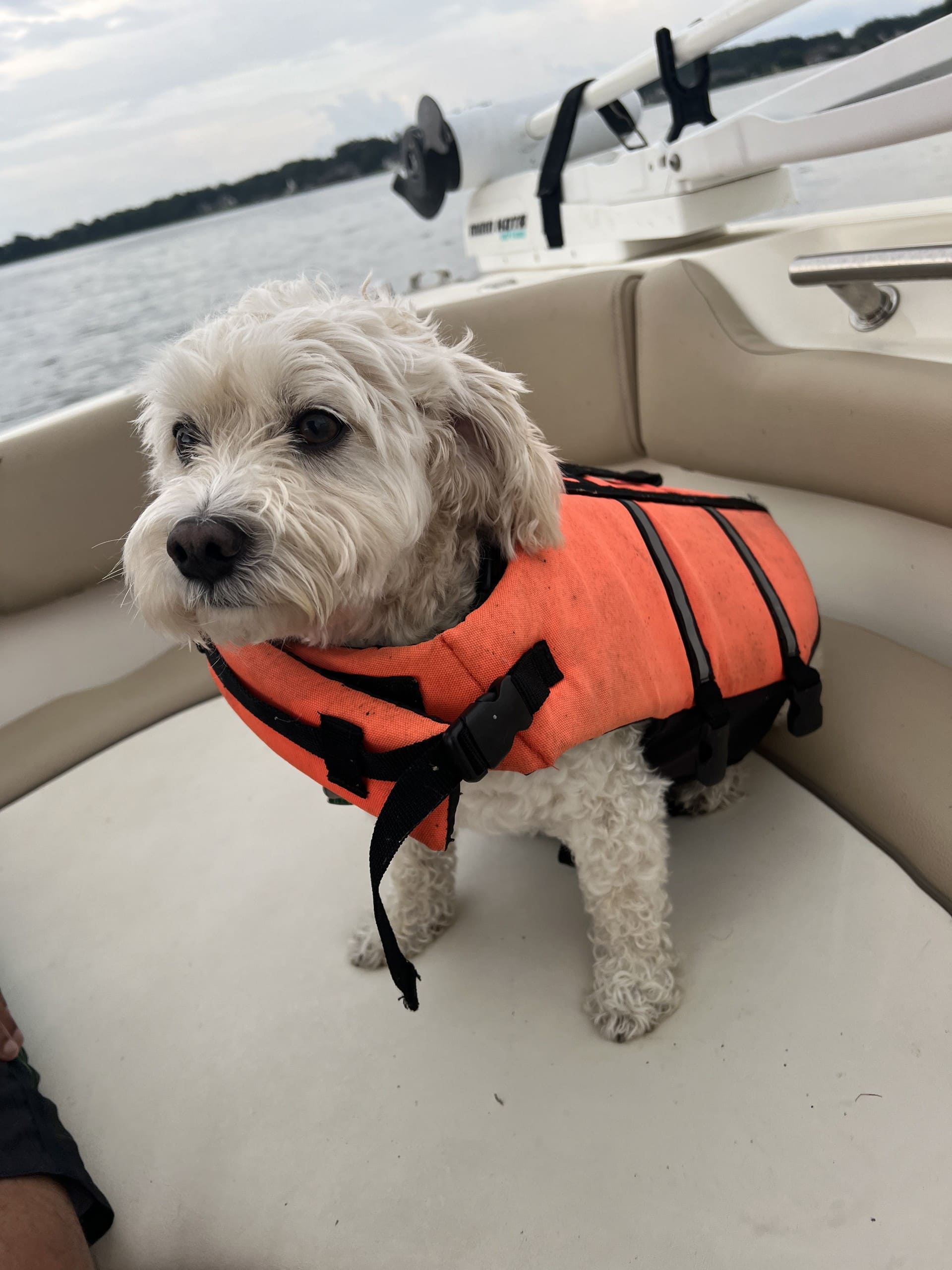 Rugnath Dog